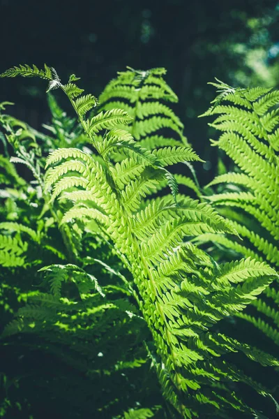 Naturliga Blad Ormbunke Med Solljus Tropisk Skog Närbild Natur Bakgrund — Stockfoto