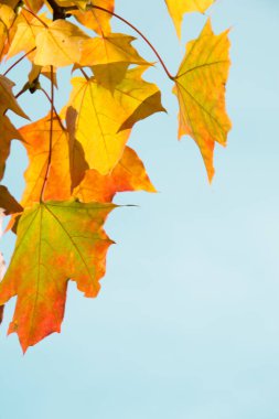 Sonbahar yaprakları arka plan olarak. Seçici odak. Güz konsepti.