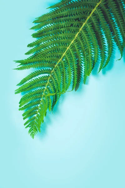 Single Leaf Fern Pastel Blue Background Top View Isolated Copy — Stock Photo, Image