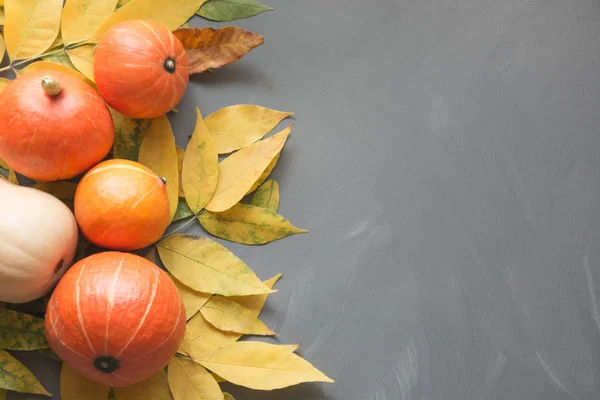 Colheita de abóboras laranja com folhas amarelas de queda na mesa de madeira cinza. Quadro de queda . — Fotografia de Stock