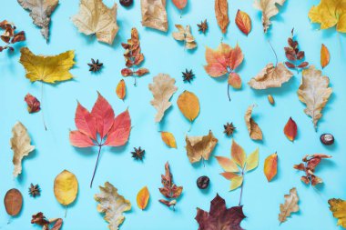 Çeşitli renkli yaprakları punchy mavi düşmüş. Sonbahar düzenleme desen olarak. Üstten görünüm.