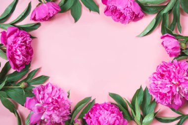 Punchy pastel pembe arka plan karede olarak Boorder güzel pembe şakayık çiçekleri. Metin için yer kopyalayın. Üstten görünüm. Düz yatıyordu.