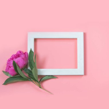 Punchy pastel pembe arka plan üzerinde metin için pembe şakayık çiçeği ve beyaz çerçeve. Uzay kopyalayın. Üstten görünüm. Düz yatıyordu.