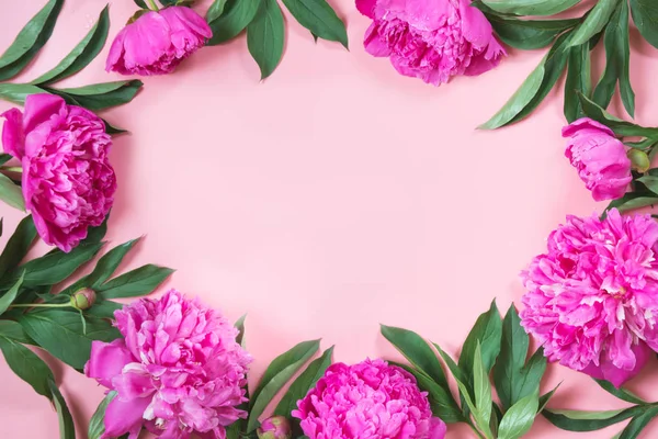 Punchy pastel pembe arka plan karede olarak Boorder güzel pembe şakayık çiçekleri. Metin için yer kopyalayın. Üstten görünüm. Düz yatıyordu.