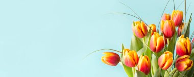 Mavi arka plan üzerinde kırmızı ve Sarı Lale çiçek demet. Yakın çekim.