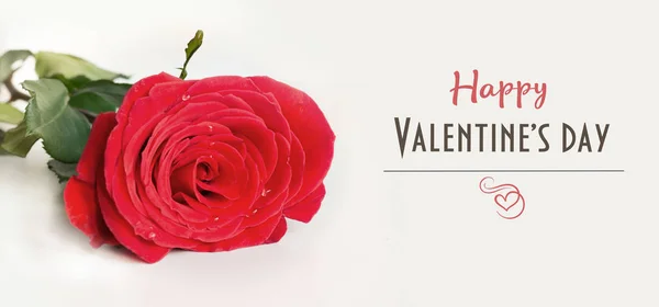 Tarjeta San Valentín Rosas Rojas Sobre Blanco Cerca Aislado — Foto de Stock