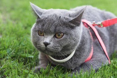 Açık havada beyaz yaka ve kira kontratı çimenlerin üzerinde giyen İngiliz kısa saç kedi.