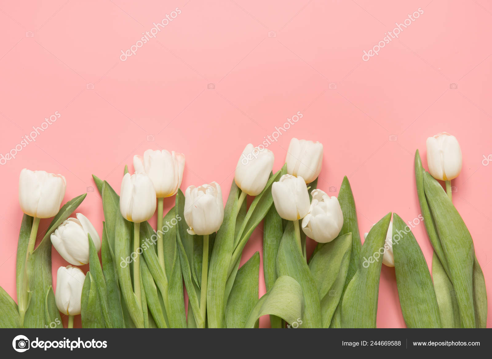 Bordure Tulipe Blanche Sur Rose Pastel Millénial Vue Supérieure Avec image  libre de droit par Svetlana_Cherruty © #244669588