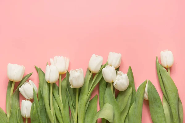 Fronteira Tulipa Branca Rosa Milenar Pastel Vista Superior Com Espaço — Fotografia de Stock