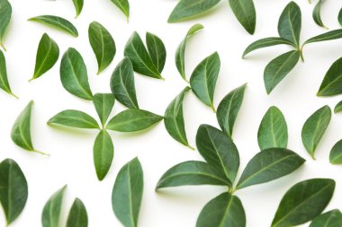 Çiçek desenli beyaz yeşil yaprakların. Düz yatıyordu.