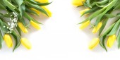 Okraji žlutý Tulipán na bílém pozadí. Pohled shora s kopií prostor.
