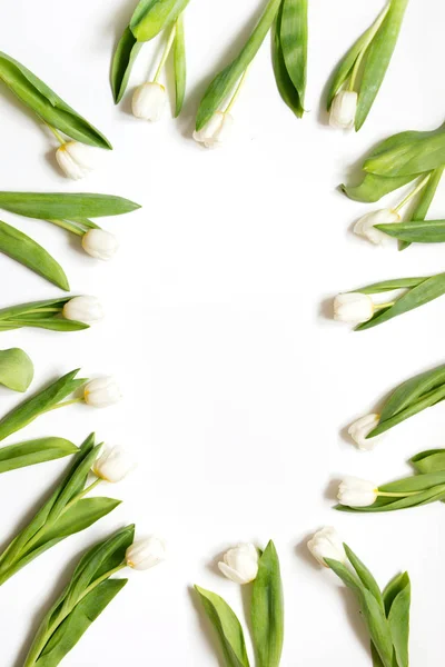 Frontera Tulipán Blanco Sobre Fondo Blanco Vista Superior Con Espacio — Foto de Stock