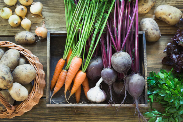 Harvest fresh vegetables from carrot, beetroot, onion, garlic on old wooden table. Top view, rustic style. Copy space.