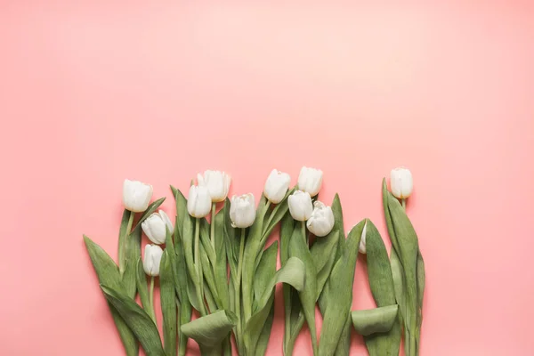 Bordure Tulipe Blanche Sur Rose Pastel Millénial Vue Supérieure Avec image  libre de droit par Svetlana_Cherruty © #244669588