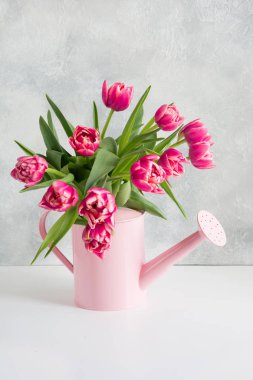 Pembe Lale ile dekoratif sulama olabilir. Bahçe kavramı.