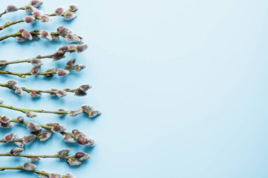 Mavi Söğüt şube Paskalya yaratıcı çerçeve. Kopya alanı, üst görünüm.