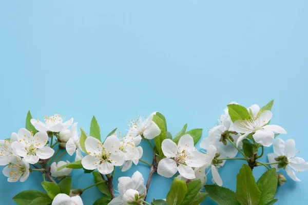 Frontera de ramas de flor blanca de primavera en azul pastel. Patrón floral. Espacio para texto . — Foto de Stock