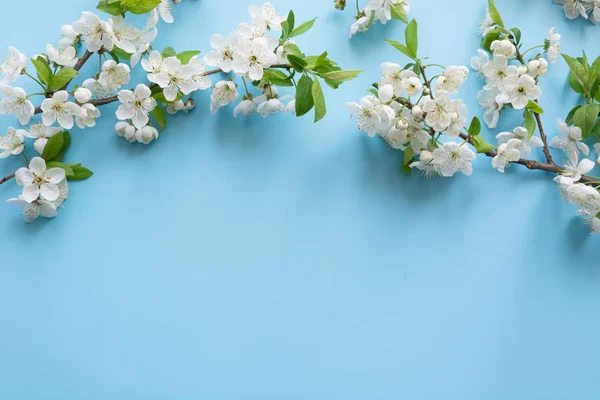 Rand frühlingshafter weißer Blütenzweige auf pastellblauem Grund. Blumenmuster. Raum für Text. — Stockfoto