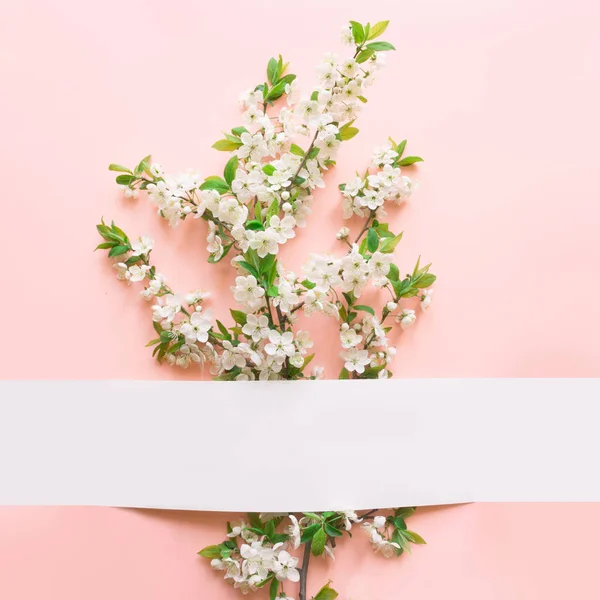 Fondo floral de primavera de flores de ciruela blanca en rosa. Tarjeta de felicitación para las mujeres y el día de la madre. Textura, papel pintado. Acostado. Vista desde arriba . — Foto de Stock