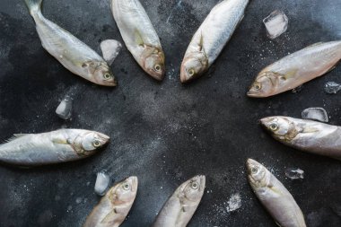 Siyah üzerine karadeniz lüferi. Metin için alan ile balık deseni. Yukarıdan görüntüle.