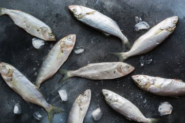 Siyah üzerine karadeniz lüferi. Metin için alan ile balık deseni. Yukarıdan görüntüle.