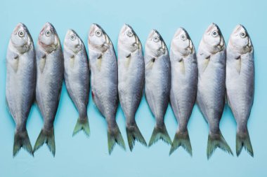 Pastel mavi karadeniz lüferi. Metin için alan ile balık deseni. Yukarıdan görüntüle.