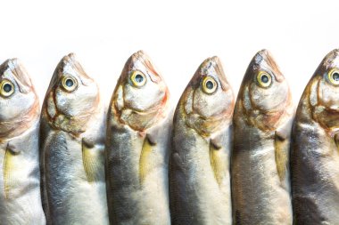 Beyaz üzerine karadeniz lüferi. Metin için alan ile balık deseni. Yukarıdan görüntüle.