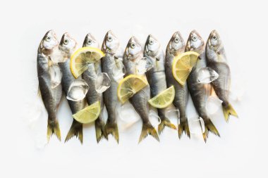 Beyaz üzerine Karadeniz taze lüfer. T için alan ile balık deseni