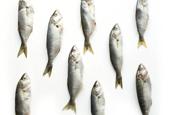 Pesce azzurro del Mar Nero su bianco. Schema dei pesci. Vista dall'alto . — Foto Stock