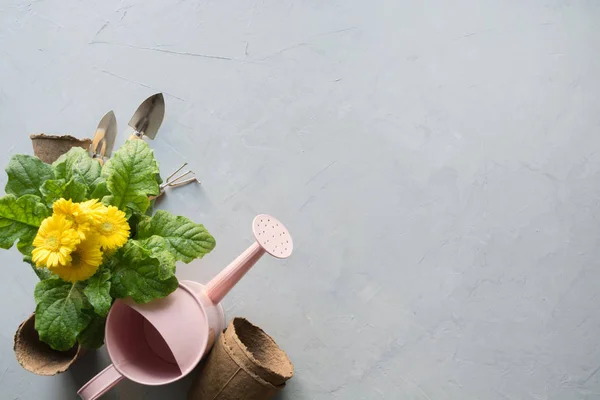 Kertészet háttér sárga Gerbera, kertészeti autópályadíjak és kerti virágok növény szürke beton háttér. Felülnézet. — Stock Fotó