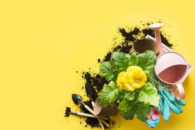 Gerbera, gişeler ve çiçekler sarı arka plan üzerinde kutu bitki ile Bahçe arka plan. Üst te. Kopyalama alanı.