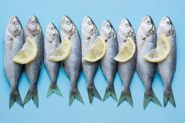 Pez azul marino negro con limón sobre azul pastel. Patrón de peces con espacio para texto. Vista desde arriba . — Foto de Stock