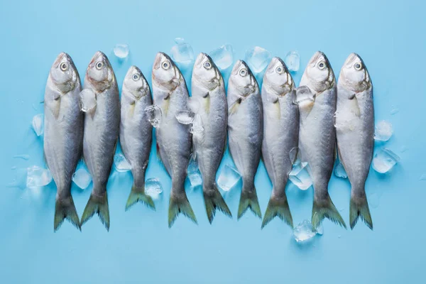 Pez azul del mar negro con cubo de hielo en azul pastel. Patrón de peces con espacio para texto. Vista desde arriba . — Foto de Stock