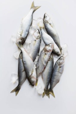 Beyaz buz küpü ile Karadeniz taze lüfer. Balık deseni. Yukarıdan görüntüle.