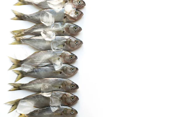 Fesh bluefish com cubo de gelo em branco. Padrão de peixe. Vista de cima . — Fotografia de Stock