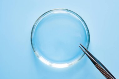 Boş Petri çanak ve cımbız laboratuvarda mavi. Kimyasal deney. Yakın çekim.