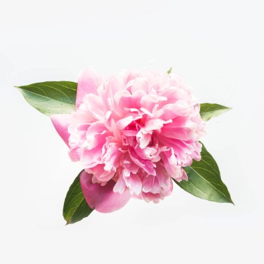 Beyaz pembe şakayık çiçeği. Yaratıcı minimal düz yatıyordu. Üstte görüntü.