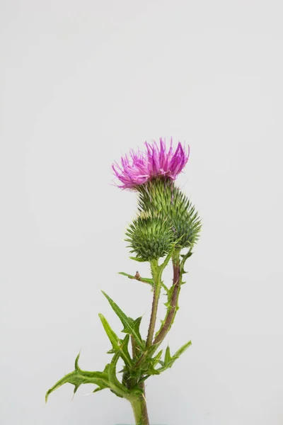 Fialová a růžová jedna divoká květina na šedém pozadí. Rovně ležet. Pohled shora. — Stock fotografie