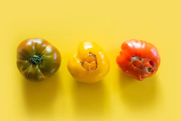 Feo tomates de colores orgánicos establecidos en amarillo . —  Fotos de Stock