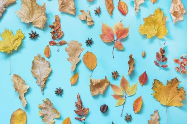 Mavi renkli yapraklar. Sonbahar açık kompozisyon. Sonbahar deseni. Üstte görüntü.