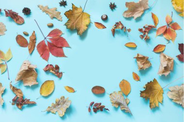 Mavi renkli yapraklar. Sonbahar açık kompozisyon. Sonbahar deseni. Üstte görüntü.