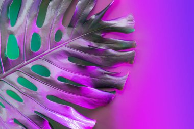 Tropikal palmiye yaprağı Monstera neon pembe-mavi renk ile metal boyalı. Tasarım için soyut desen.