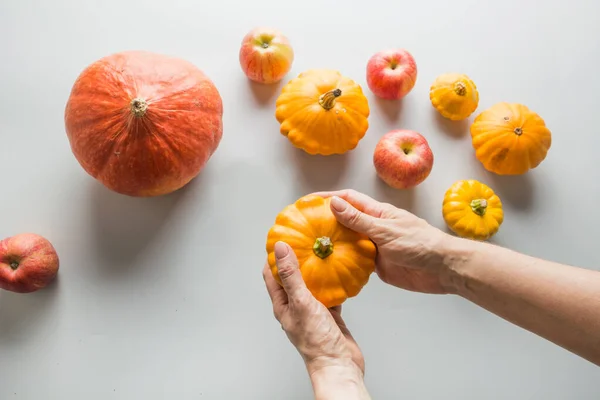 Calabaza orgánica y patisson en manos femeninas en gris. Vista superior. Acostado. Plantilla para su diseño . — Foto de Stock