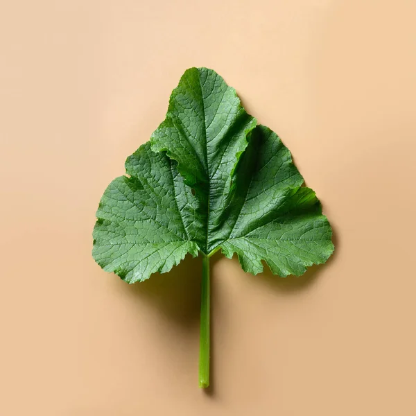 Зелений лист овочевого мозку на бежевому. Мокап . — стокове фото