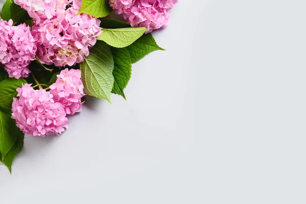 Composición de flores de hortensias rosadas sobre gris. Fondo floral. Banner. Copiar espacio. Vista superior . — Foto de Stock