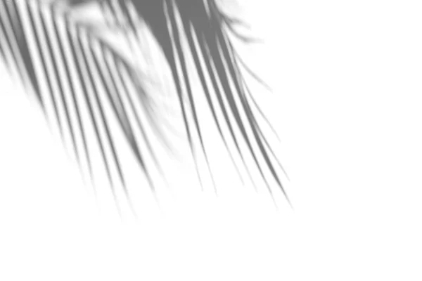 Sombra Folha Palma Fundo Branco Conceito Tropical Neutro Abstrato Sobreposição — Fotografia de Stock