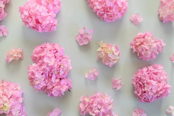 Прекрасний Візерунок Рожевих Квітів Гортензії Сірому Квітковий Пастельний Абстрактний Фон — стокове фото