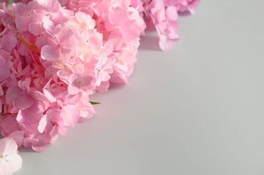 Gri üzerinde pembe ortanca olan çerçeve. Kopya alanı olan çiçek bileşimi.