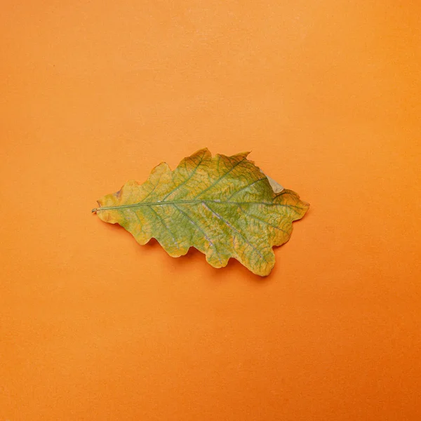 Jeden dubový list na oranžovém papíru. Minimální podzimní kompozice s prostorem pro text. — Stock fotografie