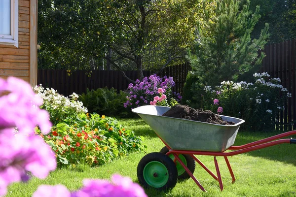 Taczka Pełna Humusu Kompostu Zielonym Trawniku Zadbanymi Kwiatami Floksu Prywatnym — Zdjęcie stockowe